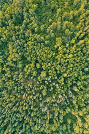 overhead-aerial-drone-shot-thick-beautiful-forest-sunny-daytime